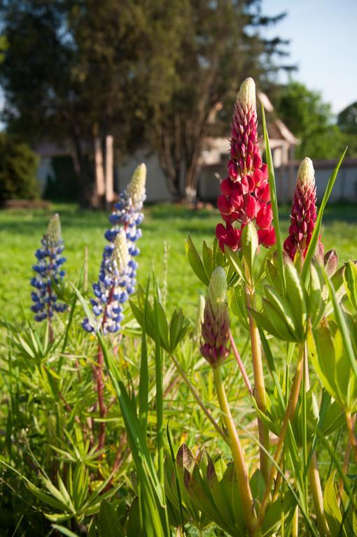 Transylvania Guesthouses Cincşor エクステリア 写真